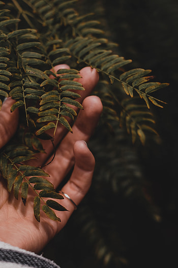 Leaves, Hand, Miscellanea, Miscellaneous, Branches, Fingers HD phone wallpaper
