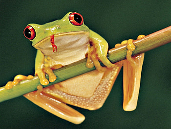 YELLOW TREE FROG, natural, cute, close up, branch, frogs, animals, yellow, , nature, macro HD wallpaper