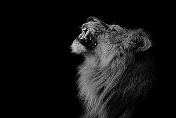 Majestic lion, Black background, Captivating , Stunning visuals HD wallpaper