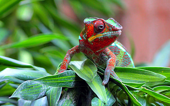 Animals, Grass, Spotty, Spotted, Lizard, Chameleon, Crawl, Small HD wallpaper