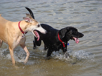 Greyhound+ Lab Playing in the Water, playing, black labs, greyhounds, animals, dogs, splashing, water HD wallpaper