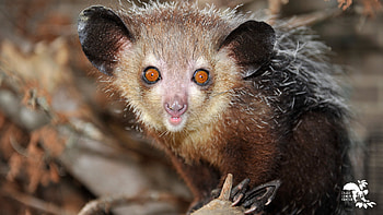 Earth Day activities, Duke lemur center, Aye Aye HD wallpaper
