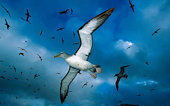 Animals, Birds, Sky, Sea, Seagulls, Clouds, Flock HD wallpaper