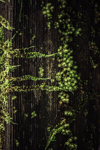 Nature, Grass, Plant, Wood, Tree, Surface HD phone wallpaper