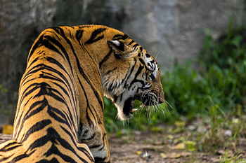 Predator, a beast, tiger, animal HD wallpaper