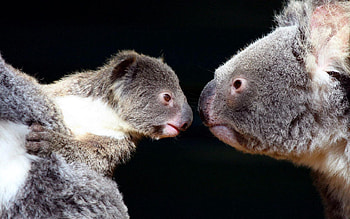 Animals, Koalas, Couple, Pair, Tenderness HD wallpaper