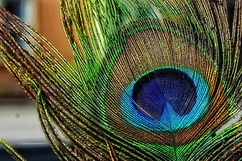 Mobile , Peacock feathers, Colorful display, Artistic background HD wallpaper