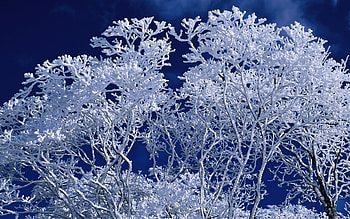 Landscape, Winter, Trees HD wallpaper
