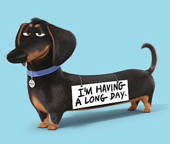 Buddy The Secret Life Of Pets, the-secret-life-of-pets, movies, animated-movies, cartoons, 2016-movies HD wallpaper
