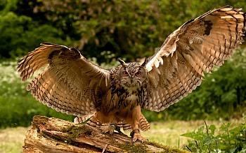 Owl Wings, owl, wings, birds HD wallpaper