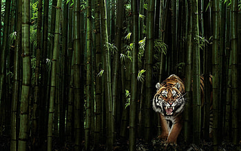 TIGER WOODS, background, digital, tiger, woods, windows HD wallpaper