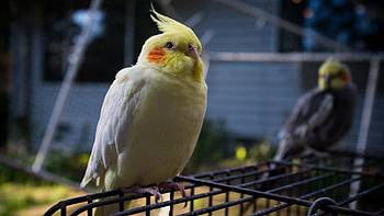 Animals, Parrots, Sit, Color, Cell, Cage, Crest, Pappus HD wallpaper