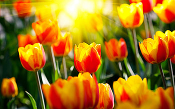 Plants, Flowers, Tulips HD wallpaper