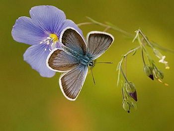 Beautiful Butterfly, cool, beautiful, butterfly HD wallpaper