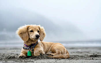 Dog, animal, puppy, beach HD wallpaper