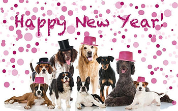 Happy New Year!, animal, dog, pink, card, new year, caine HD wallpaper