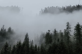A serene misty forest with evergreen trees shrouded in fog, capturing a tranquil atmosphere. HD wallpaper