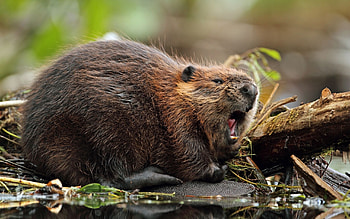 Beaver, Top beaver backgrounds HD wallpaper