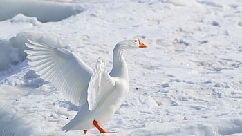Snow goose, Canadian beauty, White bird HD wallpaper