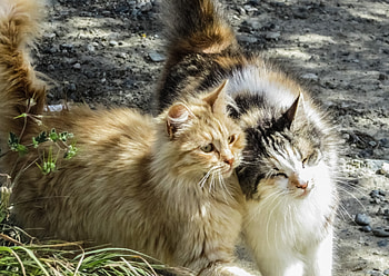 Animals, Cats, Fluffy, Couple, Pair HD wallpaper
