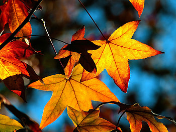 Plants, Autumn, Leaves HD wallpaper