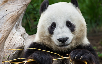 Panda bear, white, black, bear, cute, bamboo, panda HD wallpaper
