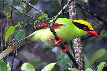 Colorful Bird, beautiful HD wallpaper