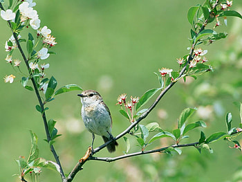 Little Bird, bird, , cool, flowers, little HD wallpaper