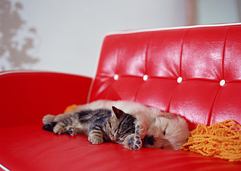 Animals, Kitty, Kitten, To Lie Down, Lie, Puppy, Sleep, Dream, Sofa HD wallpaper