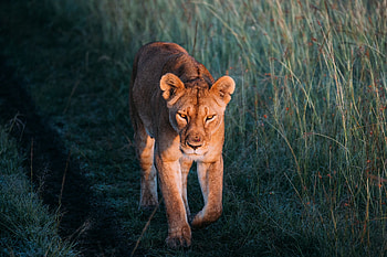 Animals, Grass, Lion, Predator, Lioness, Stroll HD wallpaper