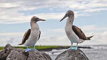 Galapagos Islands, Awe-inspiring beauty, Galapagos penguins, Andbeyond HD wallpaper