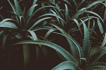 A close-up of lush green Aloe Vera plants with a dark, textured background. HD wallpaper