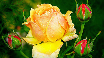 Yellow Rose Flower Petals Buds With Water Drops In Blur Green Background Flowers HD wallpaper