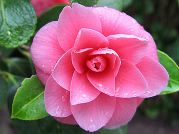 Plants, Flowers HD wallpaper