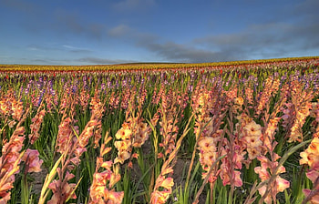 Flowers, Sky, Gladiolus, Horizon, Field HD wallpaper