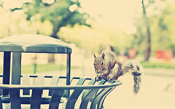 Animals, Squirrel, City, Shine, Light, Stroll, Climb HD wallpaper