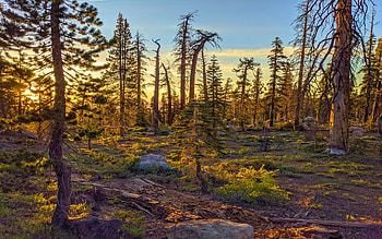 Golden Hour in the Sierra, Stanislaus Nat'l Forest, California, clouds, trees, landscape, sky, colors HD wallpaper