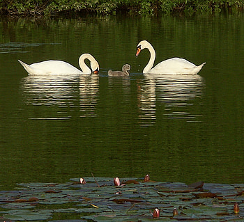 The perfect family, swans, white, reflection, animals, green, popular, colors, water HD wallpaper