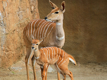 Animals, Young, Couple, Pair, Stroll, Joey, Small Kudu HD wallpaper