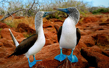 Animals, Birds, Ducks, Couple, Pair, Color, Paws HD wallpaper