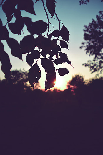 Sunset, Leaves, Dark, Branch, Outlines HD phone wallpaper