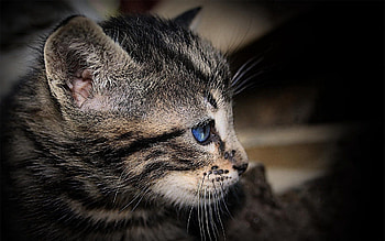 Animals, Kitty, Kitten, Muzzle, Striped, Shadow, Blue Eyed, Blue-Eyed HD wallpaper