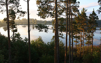 Nature, Rivers, Trees, Pine, Slope HD wallpaper