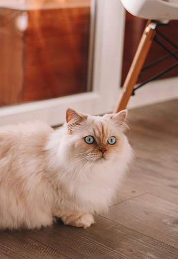 Animals, Cat, Fluffy, Pet, Persian Cat HD phone wallpaper