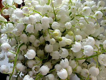 Plants, Flowers, Lily Of The Valley HD wallpaper