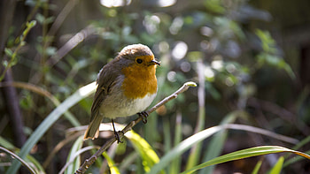 Robin bird branch, Nature's perch, Beautiful , Avian elegance HD wallpaper