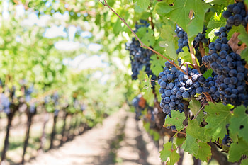 Food, Grapes, Blur, Smooth, Branch HD wallpaper