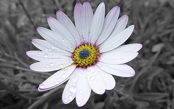 Flowers, Flower, Petals, Beautiful, Striped HD wallpaper