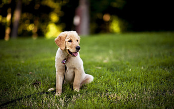 Animals, Grass, Sit, Dog, Puppy HD wallpaper
