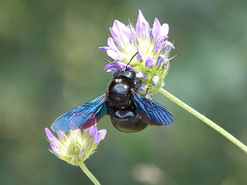 Flower, Macro, Bud, Wings, Bumblebee HD wallpaper